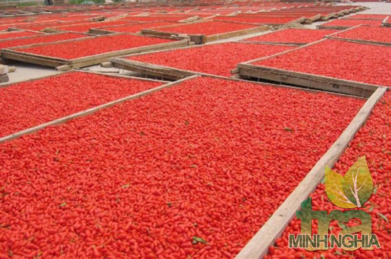 Kỷ tử tươi được làm héo trước khi cho vào sấy