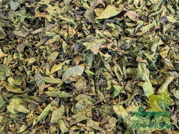 Xạ đen xấy lạnh có màu xanh và rất khô