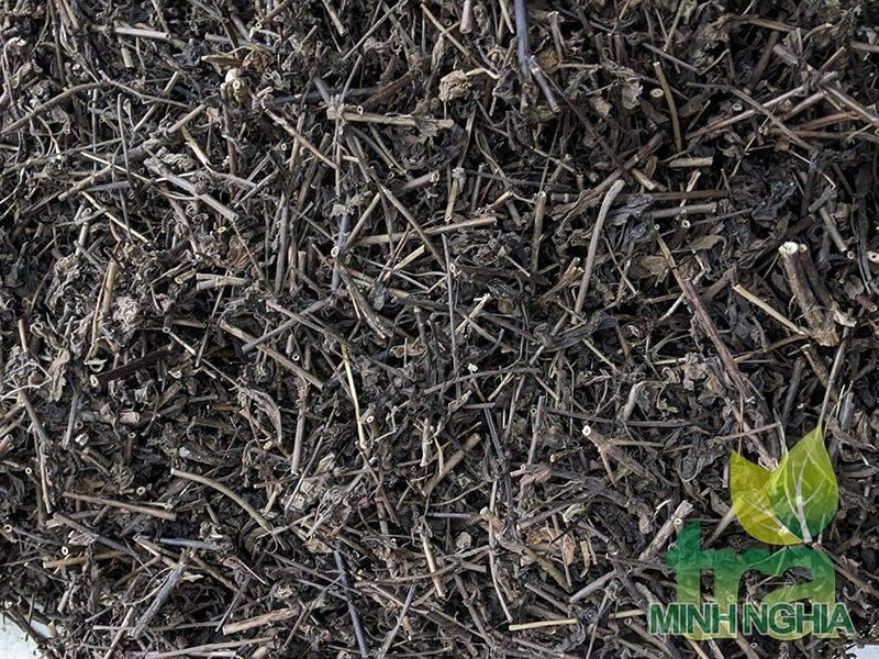Cây nhân trần được chế biến khô làm trà