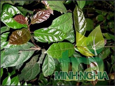 hình ảnh cây xạ đen