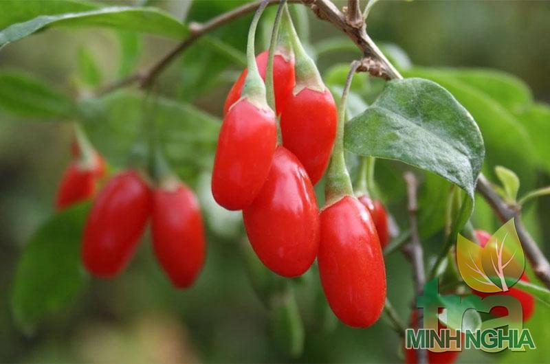 Hình ảnh quả kỷ tử đỏ khi còn tươi