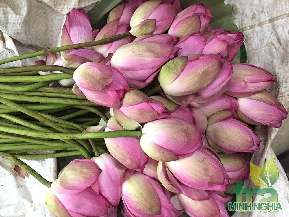 Hoa được dùng để ướp trà là loại sen Bách Diệp