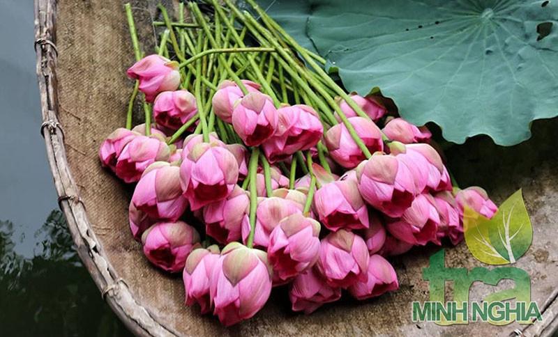 Sen Bách Diệp được thu hái từ Hồ Tây