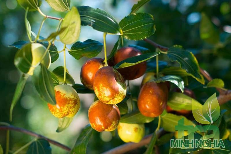 Hình ảnh quả táo đỏ khi còn xanh trên cây