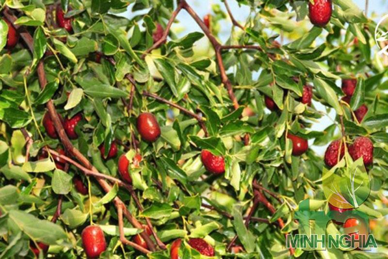 Hình ảnh quả táo đỏ khi đã chín trên cây