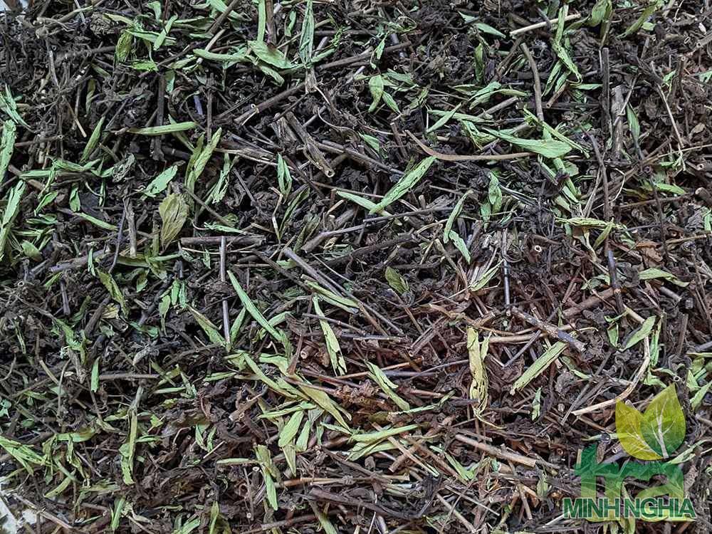 Trà nhân trần kết hợp với cỏ ngọt cho vị thêm đậm đà
