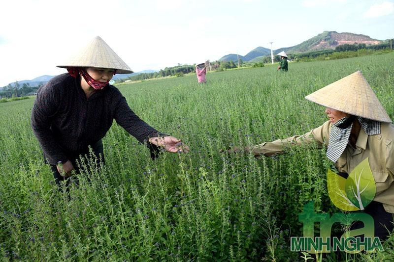 Vườn dược liệu chuyên canh trồng nhân trần